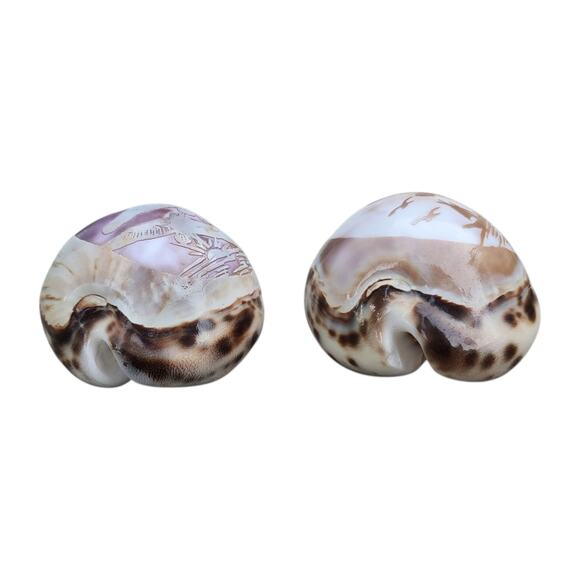 Carved Cowrie Shell Pair – Etched Birds Coastal Sea Shell Decor - Picture 4 of 7